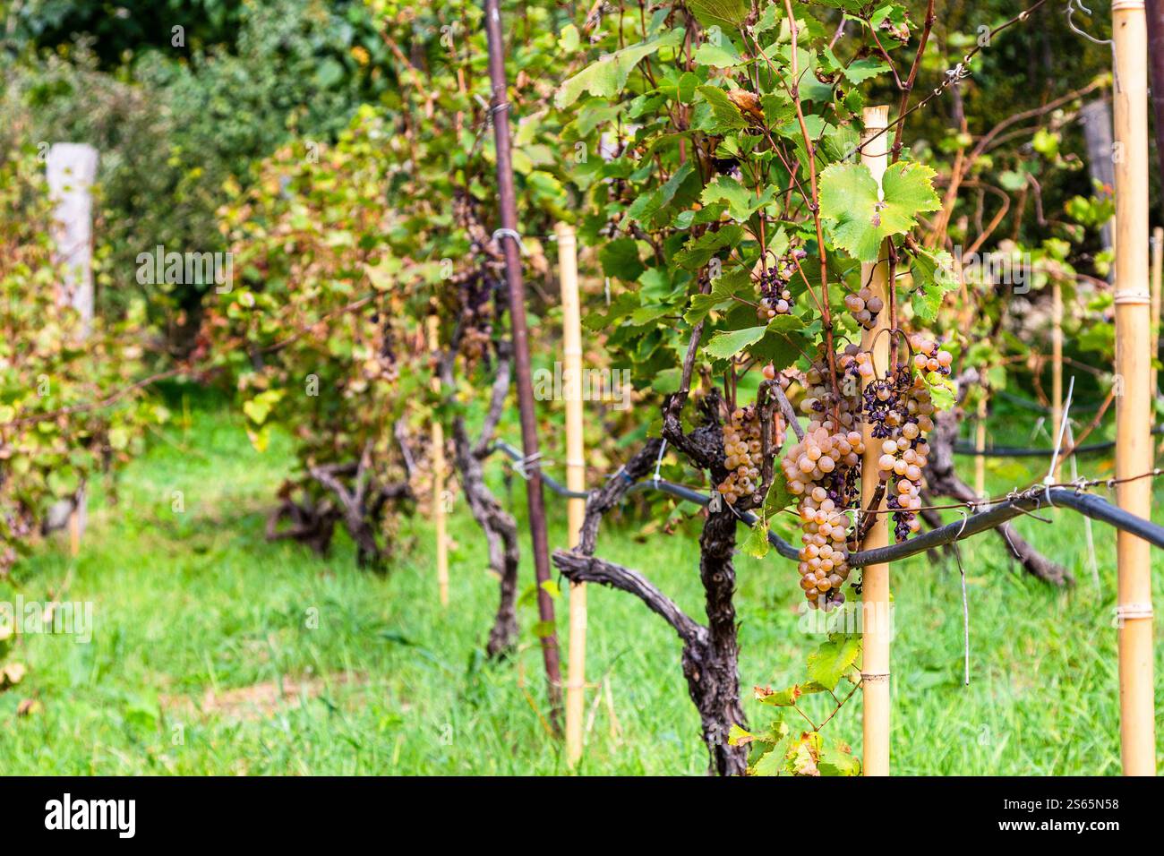 Viaggio in Georgia, vigneto nella regione di Kakheti il giorno d'autunno Foto Stock