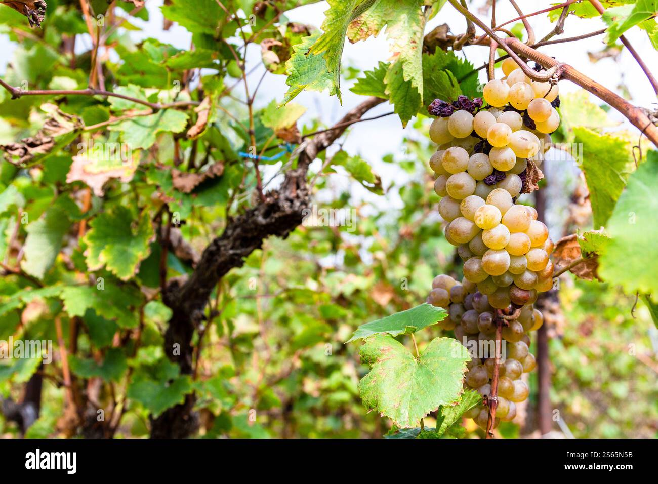 Viaggia in Georgia: Un mazzo di uva verde matura da vicino nel vigneto di Kakheti il giorno d'autunno Foto Stock
