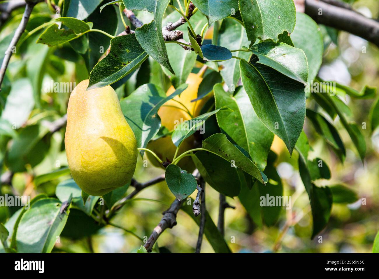Viaggio in Georgia: Frutto di pera gialla matura su ramoscello di pera nel frutteto di Kakheti nel soleggiato giorno autunnale Foto Stock