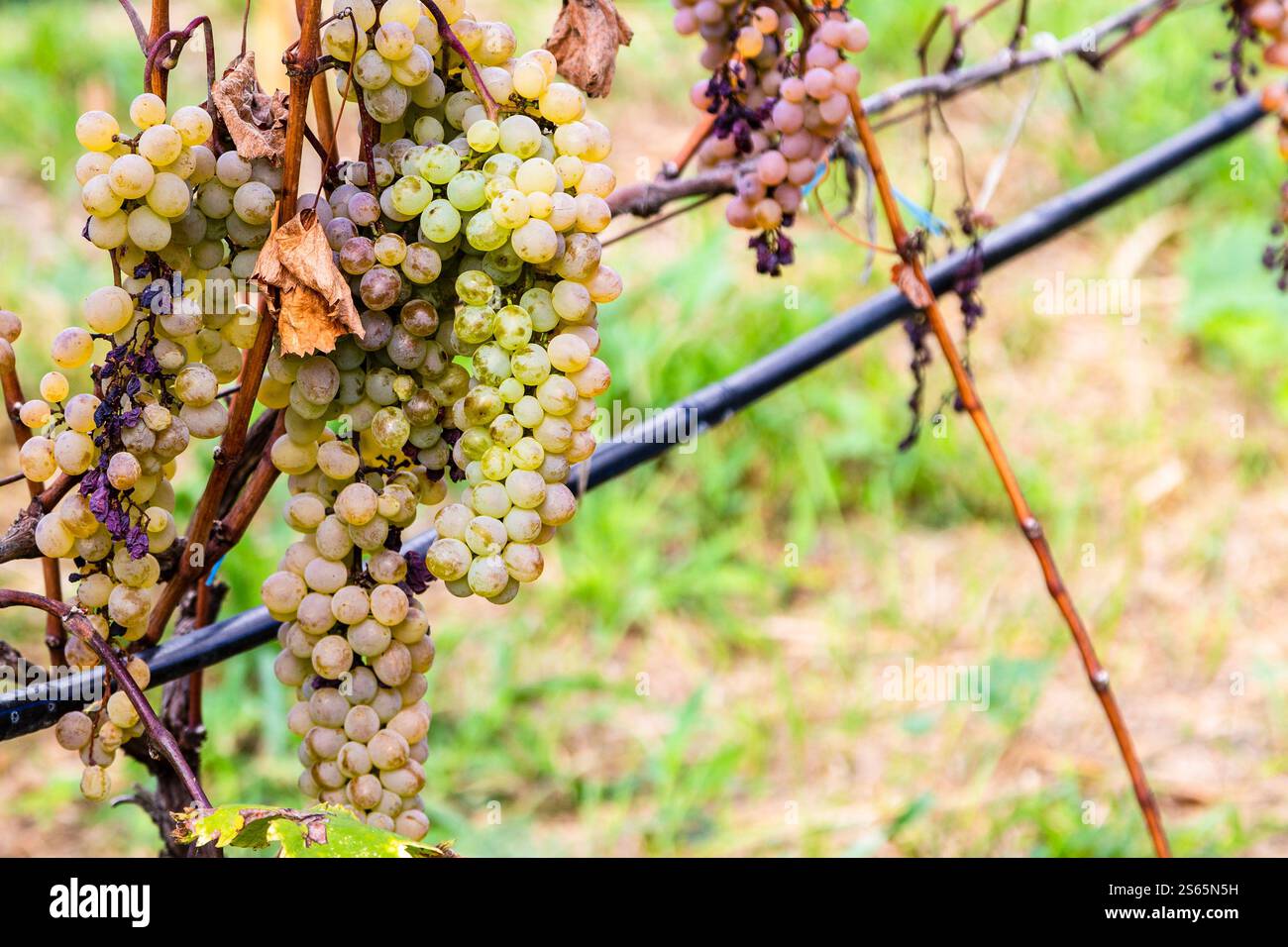 Viaggio in Georgia: Grappoli di uva verde matura in primo piano nel vigneto di Kakheti il giorno d'autunno Foto Stock