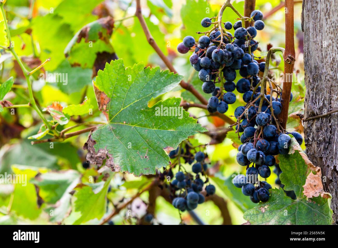 Viaggio in Georgia - uve nere mature da vicino nei vigneti di Kakheti il giorno d'autunno Foto Stock