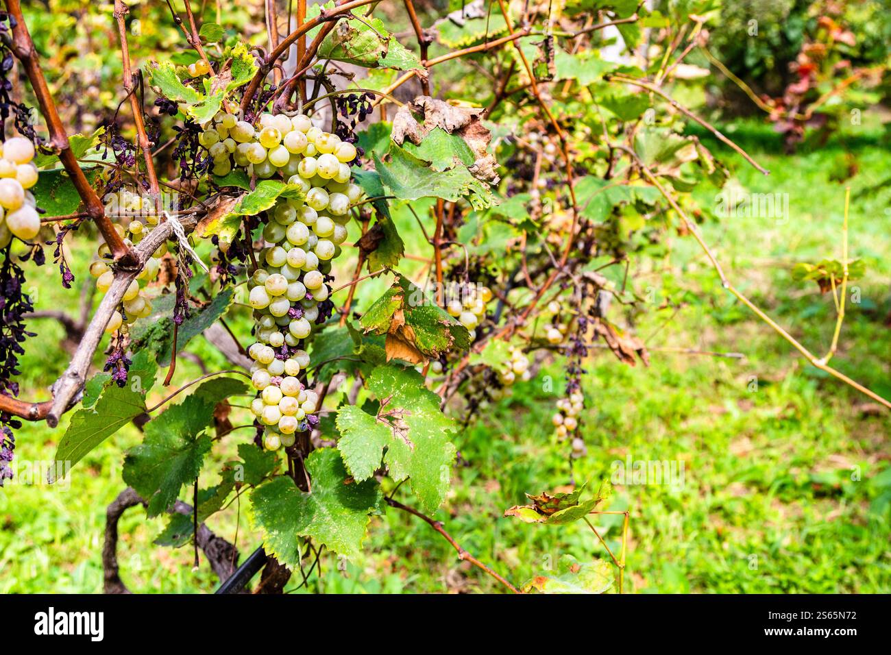 Viaggio in Georgia - uva verde sui vigneti nella regione di Kakheti il giorno d'autunno Foto Stock