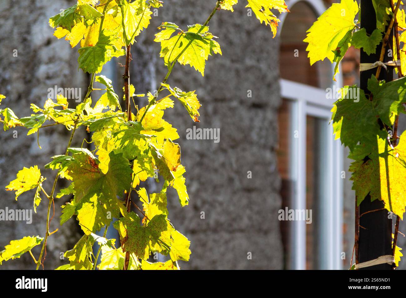 Viaggia verso la Georgia - foglie d'uva illuminate dal sole e pareti di edifici residenziali nella soleggiata giornata d'autunno nella città di Signagi nella regione di Kakheti Foto Stock