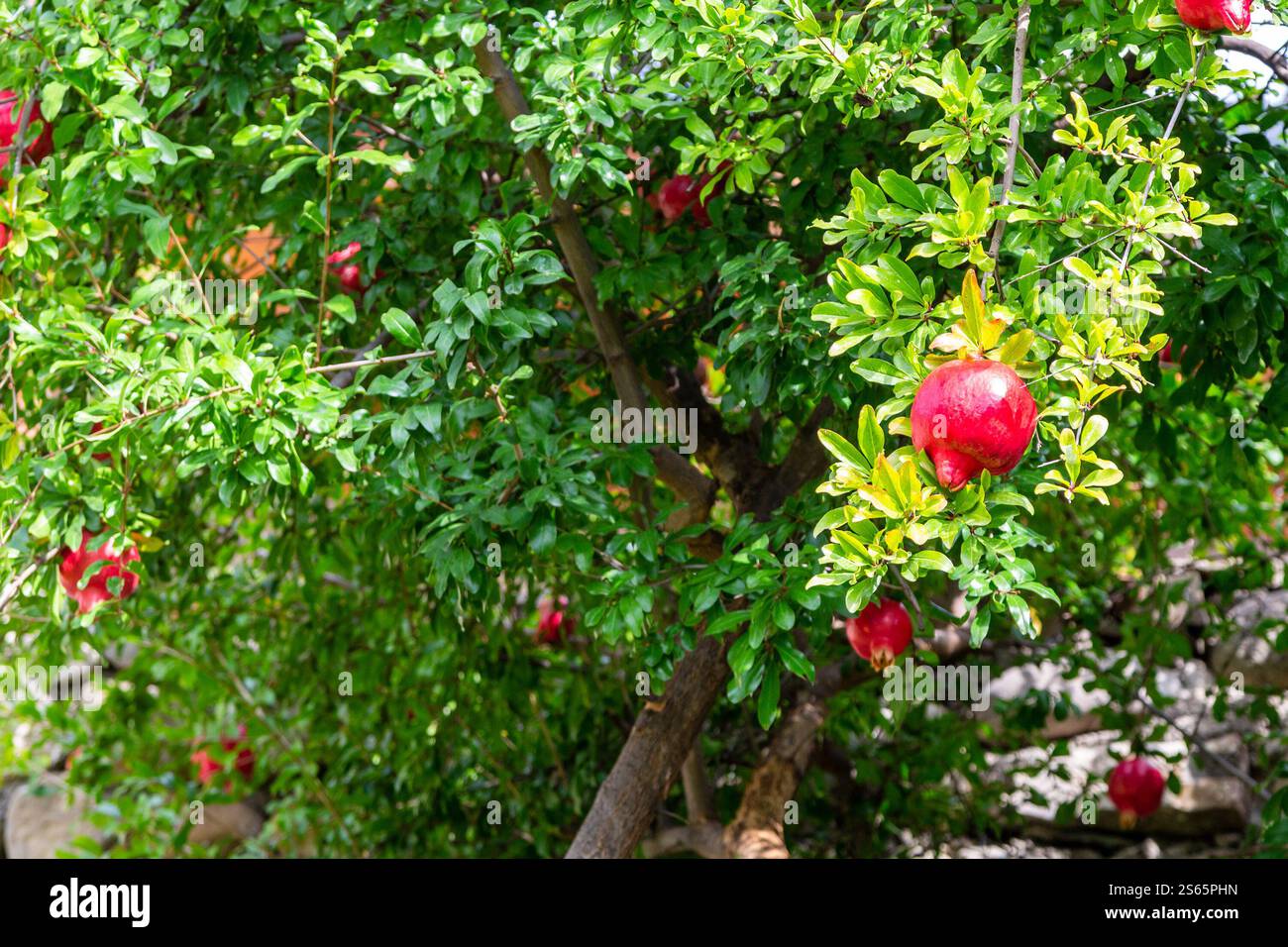 Viaggia in Georgia: Melograni rossi su un albero verde nella regione di Kakheti in Georgia, il soleggiato giorno autunnale Foto Stock