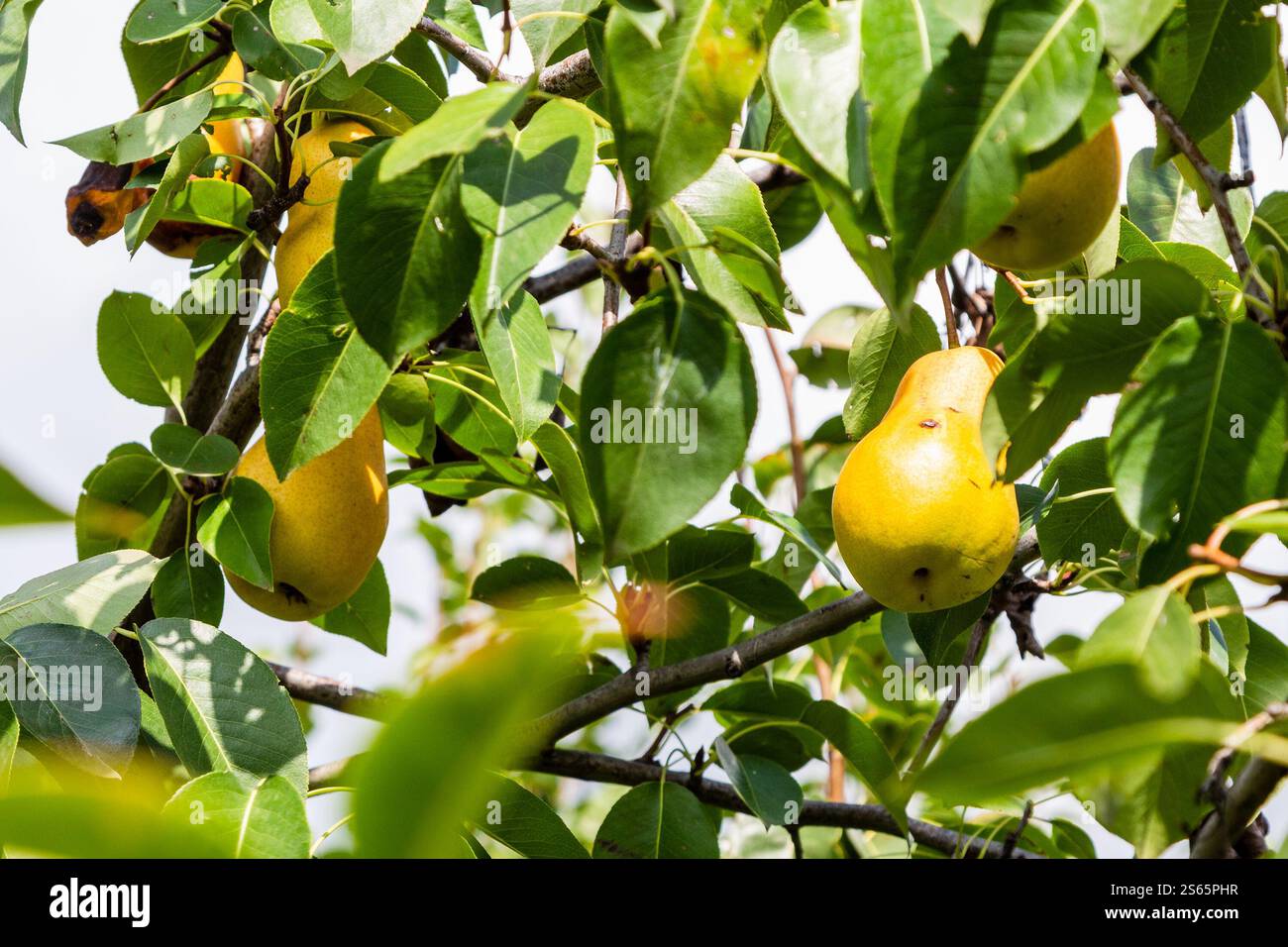 Viaggia in Georgia - frutti di pera gialli maturi su rami di pere nel frutteto di Kakheti nel soleggiato giorno autunnale Foto Stock