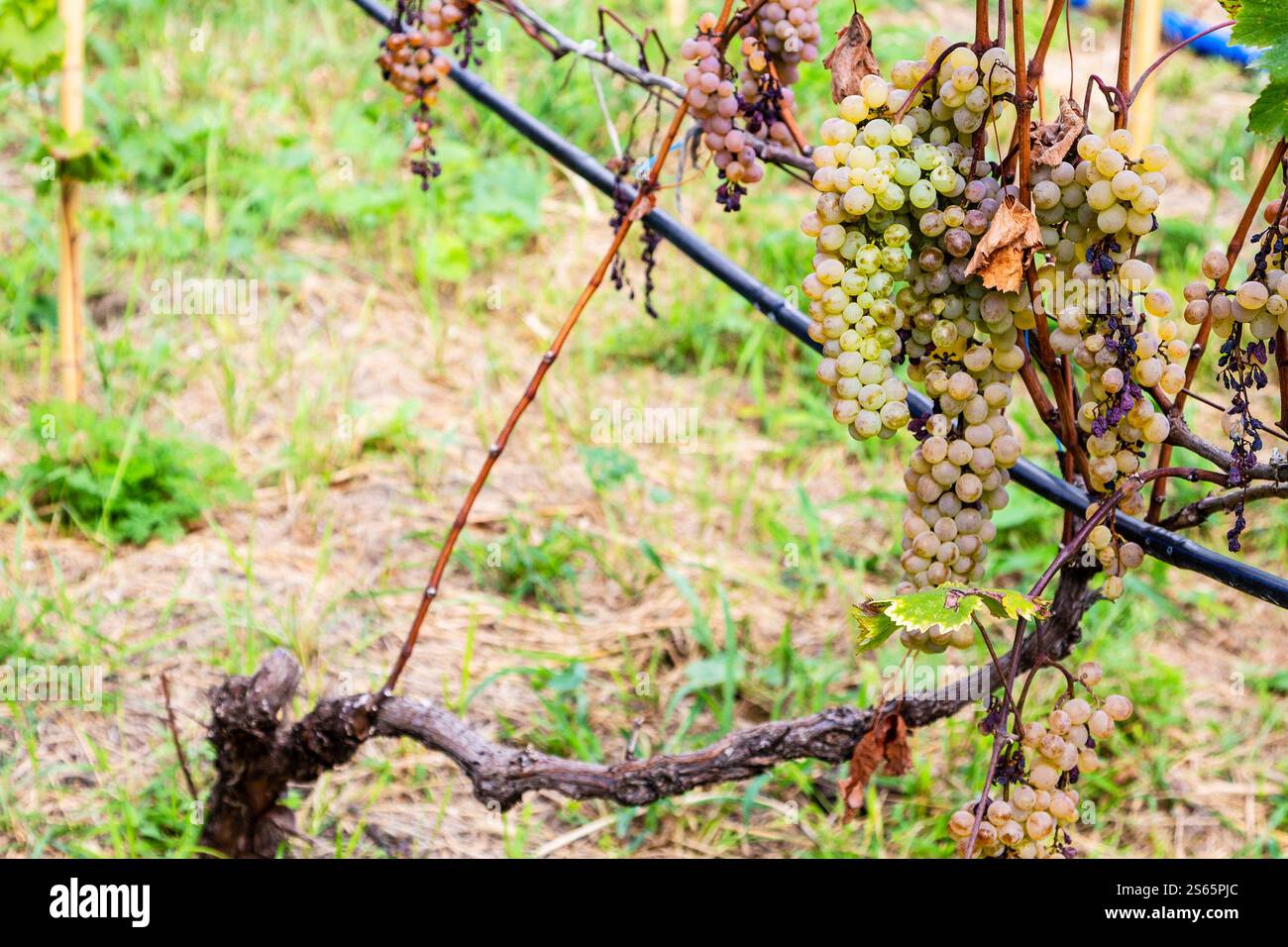 Viaggio in Georgia - grappoli di uva verde su vite in vigna a Kakheti il giorno d'autunno Foto Stock