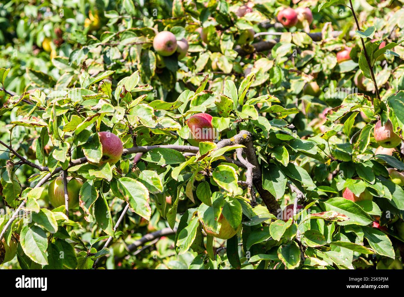 Viaggia in Georgia: Mele rosa mature tra foglie verdi di mele nel frutteto di Kakheti, il soleggiato giorno autunnale Foto Stock