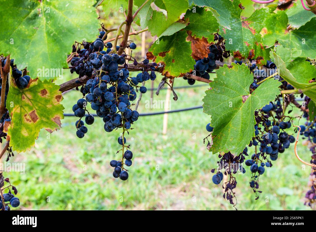 Viaggio in Georgia: Grappoli di uva nera matura in vigna a Kakheti il giorno d'autunno Foto Stock
