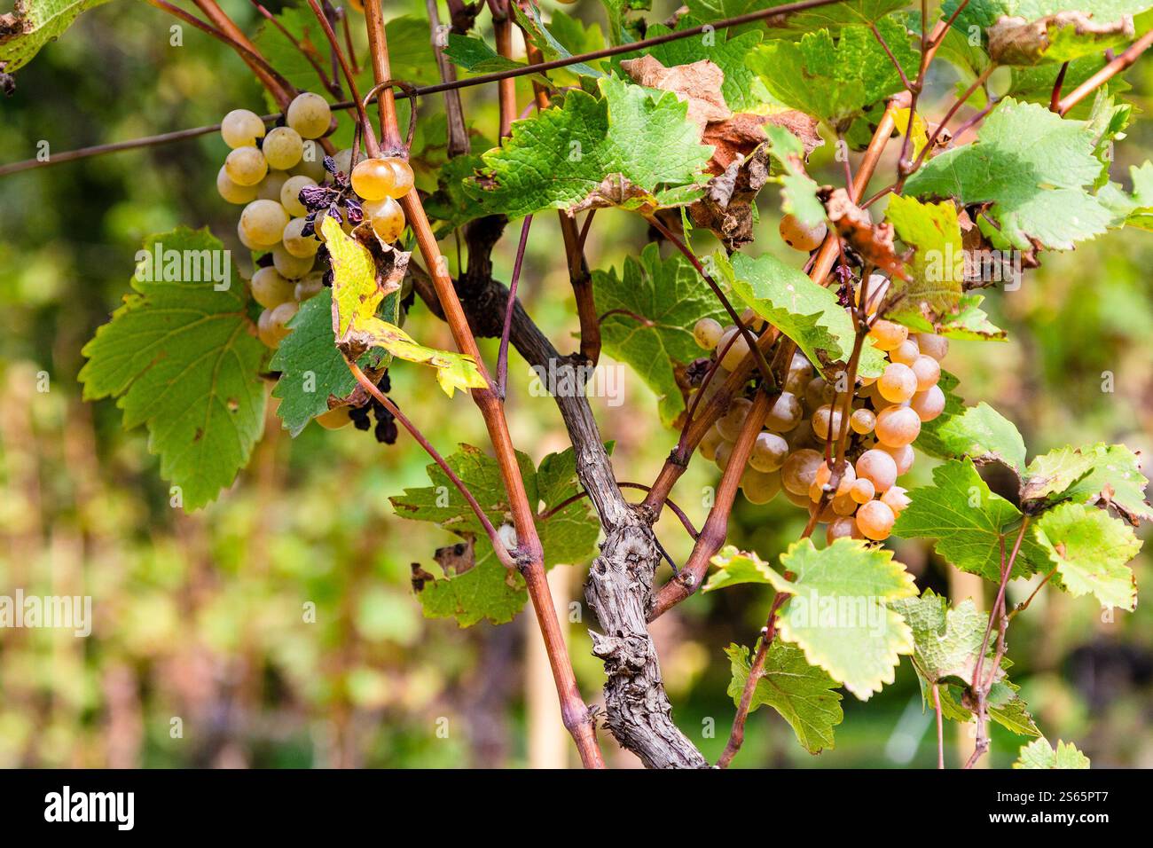 Viaggia verso la Georgia, dove vigna con uva verde matura primo piano nel vigneto di Kakheti nel soleggiato giorno autunnale Foto Stock
