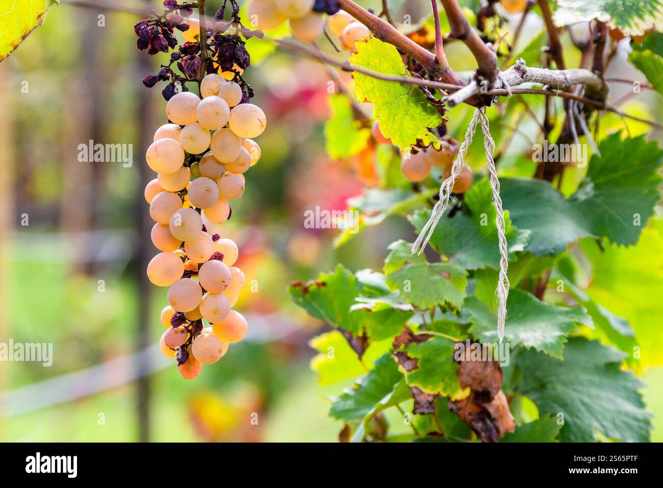 Viaggia in Georgia: Un mazzo di uva rosa matura illuminato dal sole da vicino nel vigneto di Kakheti il giorno d'autunno Foto Stock