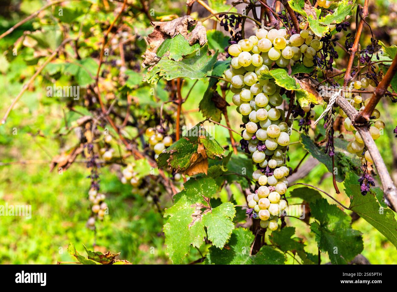 Viaggio in Georgia: Uva verde matura da vicino nel vigneto di Kakheti il giorno d'autunno Foto Stock