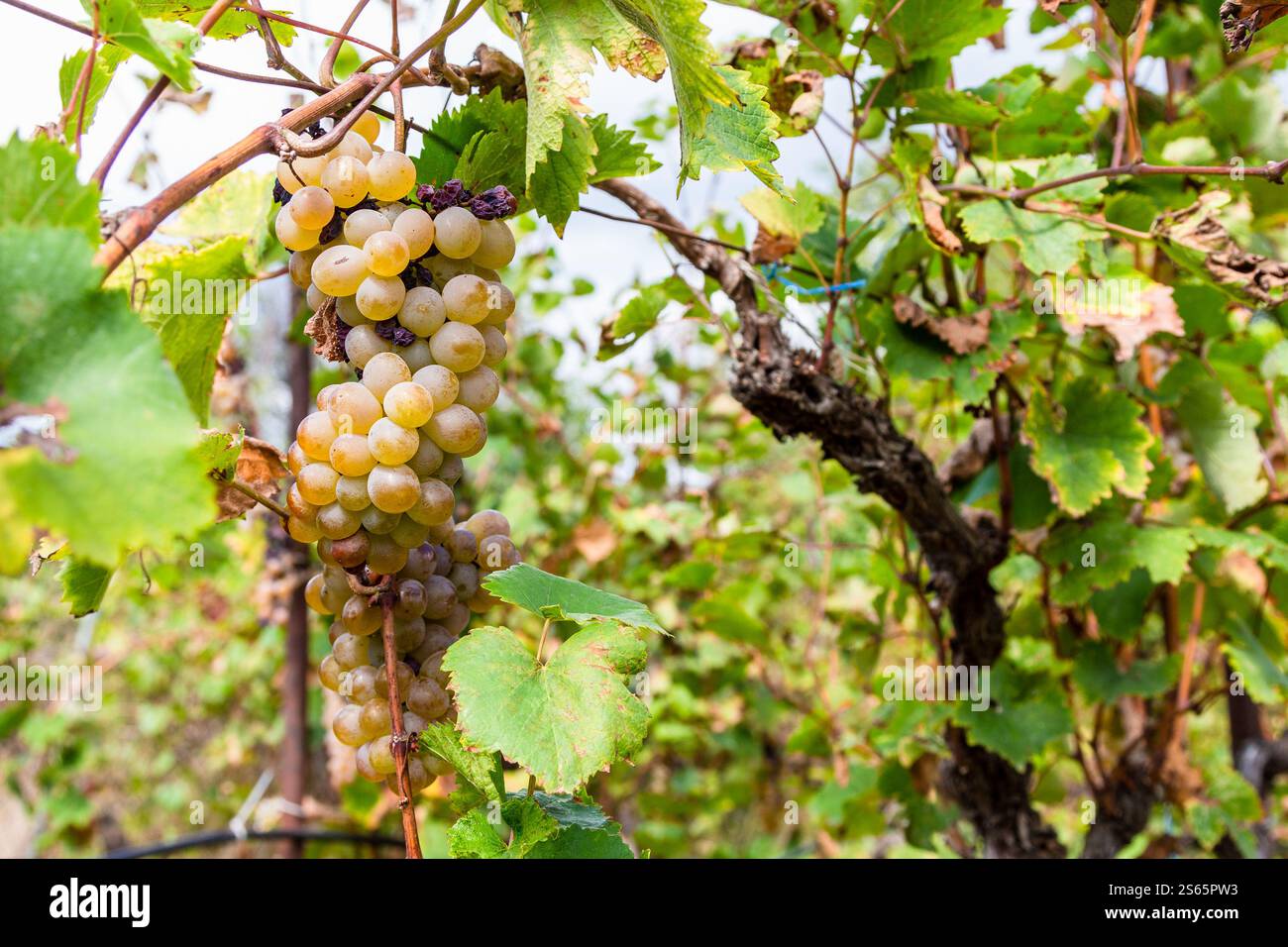 Viaggio in Georgia - primo piano di uve verdi mature sulla vite nel vigneto di Kakheti il giorno d'autunno Foto Stock