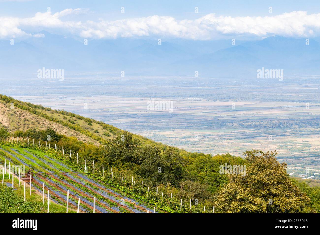Viaggia verso la Georgia - i giardini del monastero e la valle di Alazan vicino al monastero di Bodbe nella regione di Kakheti in Georgia, il soleggiato giorno autunnale Foto Stock