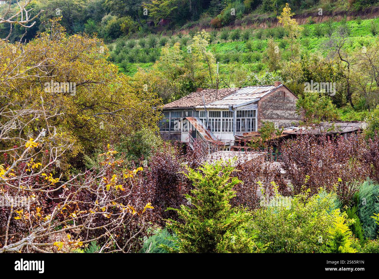 Viaggio in Georgia - frutteto e casa rurale nel villaggio vicino al monastero di Bodbe nella regione di Kakheti in Georgia il giorno d'autunno Foto Stock