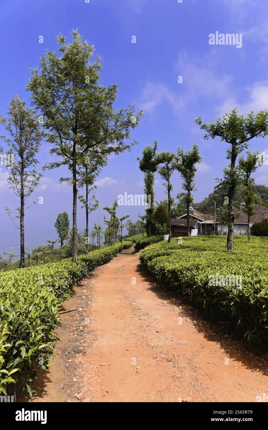 Piantagioni di tè, Mysore, India meridionale, India, Un sentiero sabbioso tra cespugli di tè porta in lontananza, Mysore, Karnataka, India meridionale, India, Asia Foto Stock