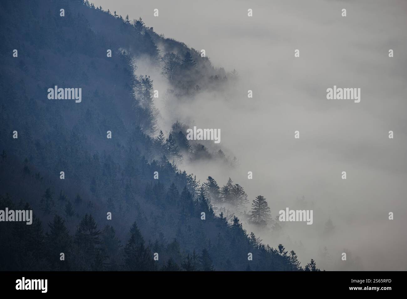 Nebbia sulla foresta bavarese Foto Stock