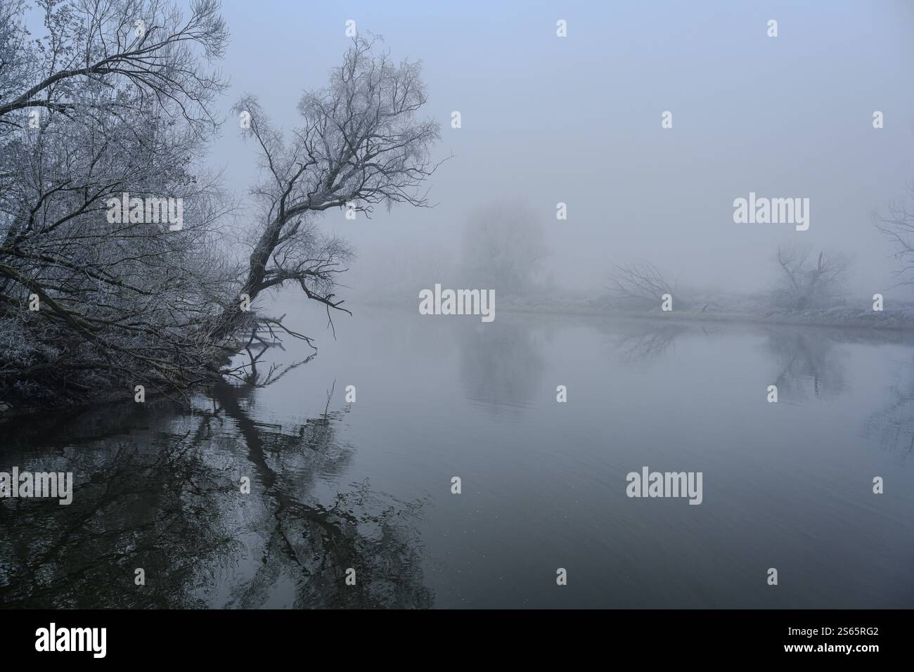 Nebbia sulle rive del Danubio vicino a Bogen (bassa Baviera) Foto Stock
