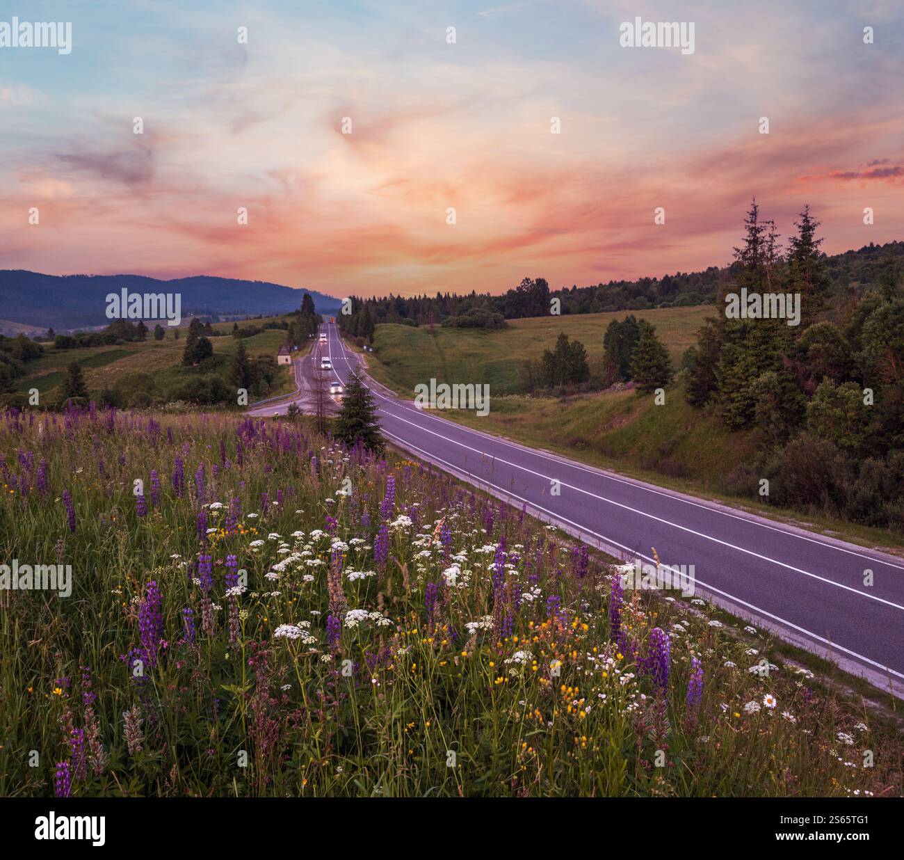 Pittoresco crepuscolo Giugno Carpazi montagna campagna prati e autostrada. Abbondanza di vegetazione e bellissimi fiori selvatici. Foto Stock