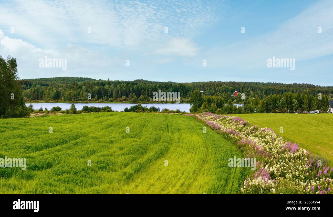 Estate paesaggio di campagna con fiori sul campo e fiume (Svezia). Foto Stock