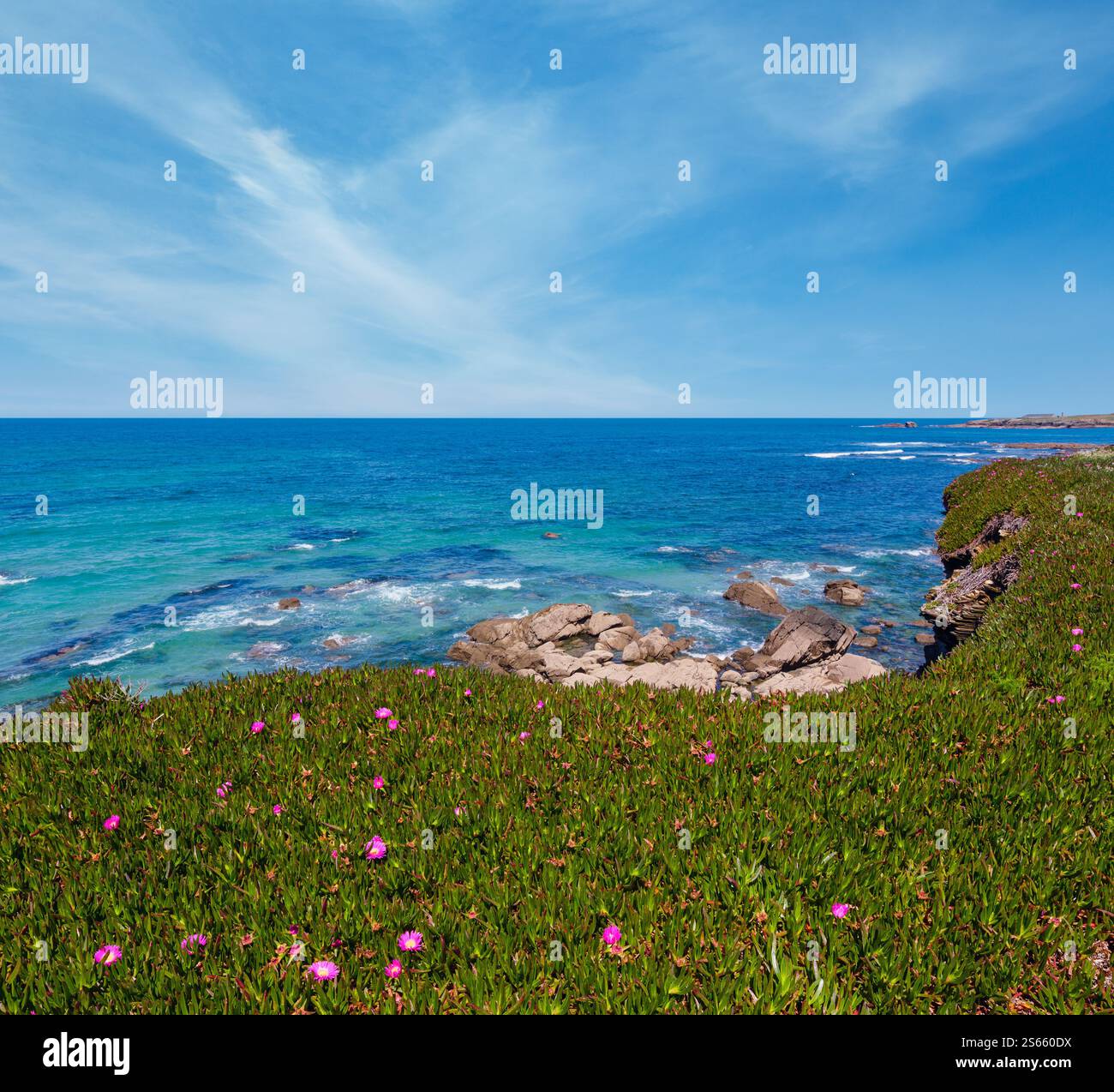 Fioritura estiva costa Atlantica paesaggio con fiori di colore rosa (vicino a Los Castri e fortezze beach, Galizia, Spagna). Foto Stock