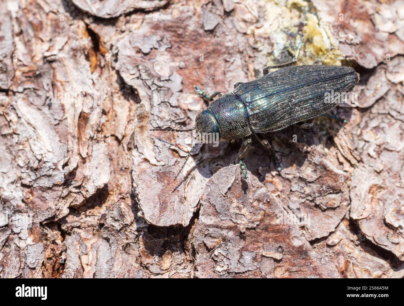 Lo scarabeo noioso in legno metallico Buprestis haemorrhoidalis, appartiene alla tribù Buprestini, il coleottero gioiello; nel suo habitat su un abete rosso morto in Finlandia Foto Stock