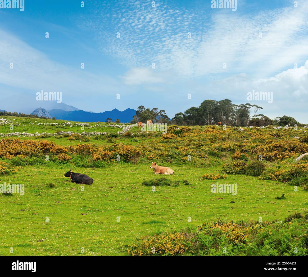 Allevamento di mucche in fioritura estiva collina con pietre e cespugli di giallo. Foto Stock
