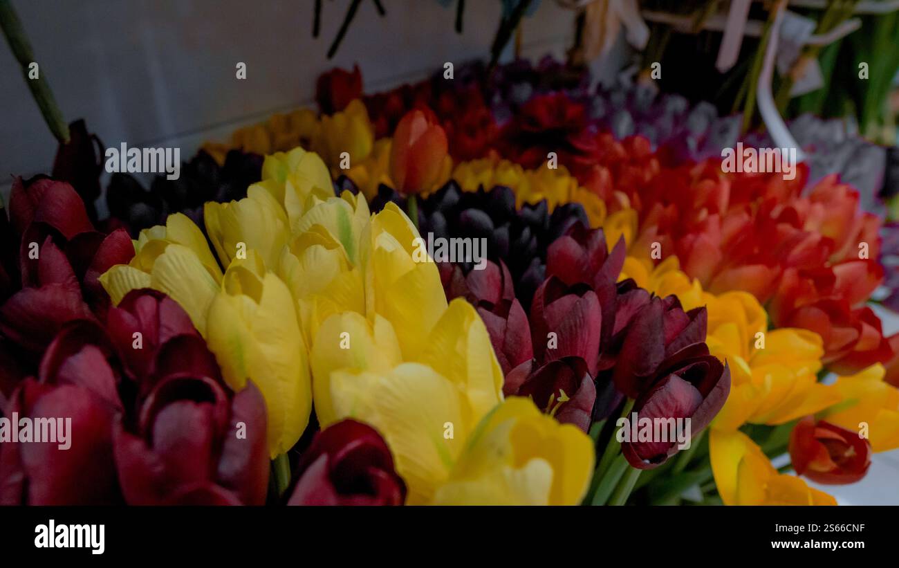 Un vivace spettacolo di tulipani multicolori disposti in file, che mostra una varietà di colori tra cui giallo, rosso, viola e arancione. Foto Stock