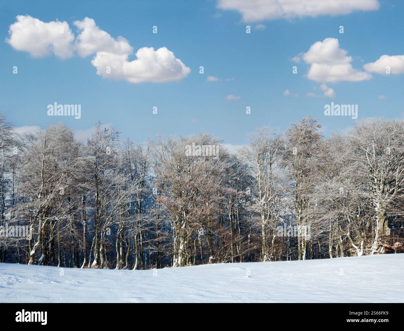 Ottobre mountain foresta di faggio bordo e prima neve invernale Foto Stock