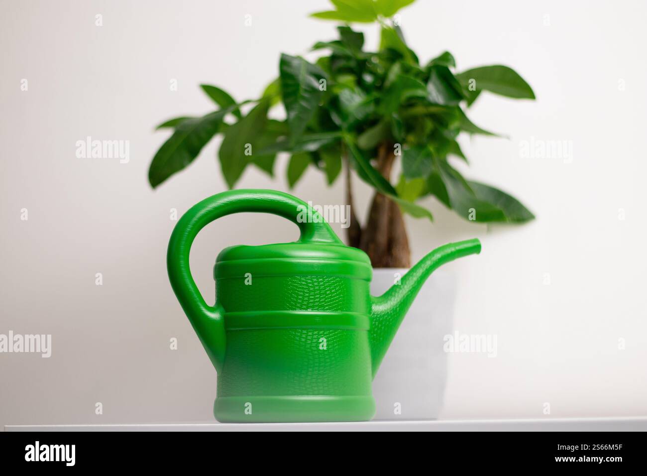 Una barattola da irrigazione verde vicino a una pianta Pachira aquatica che cresce in una pentola in piedi su un tavolo bianco in una stanza di casa Foto Stock