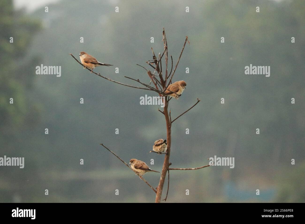 Munia Foto Stock