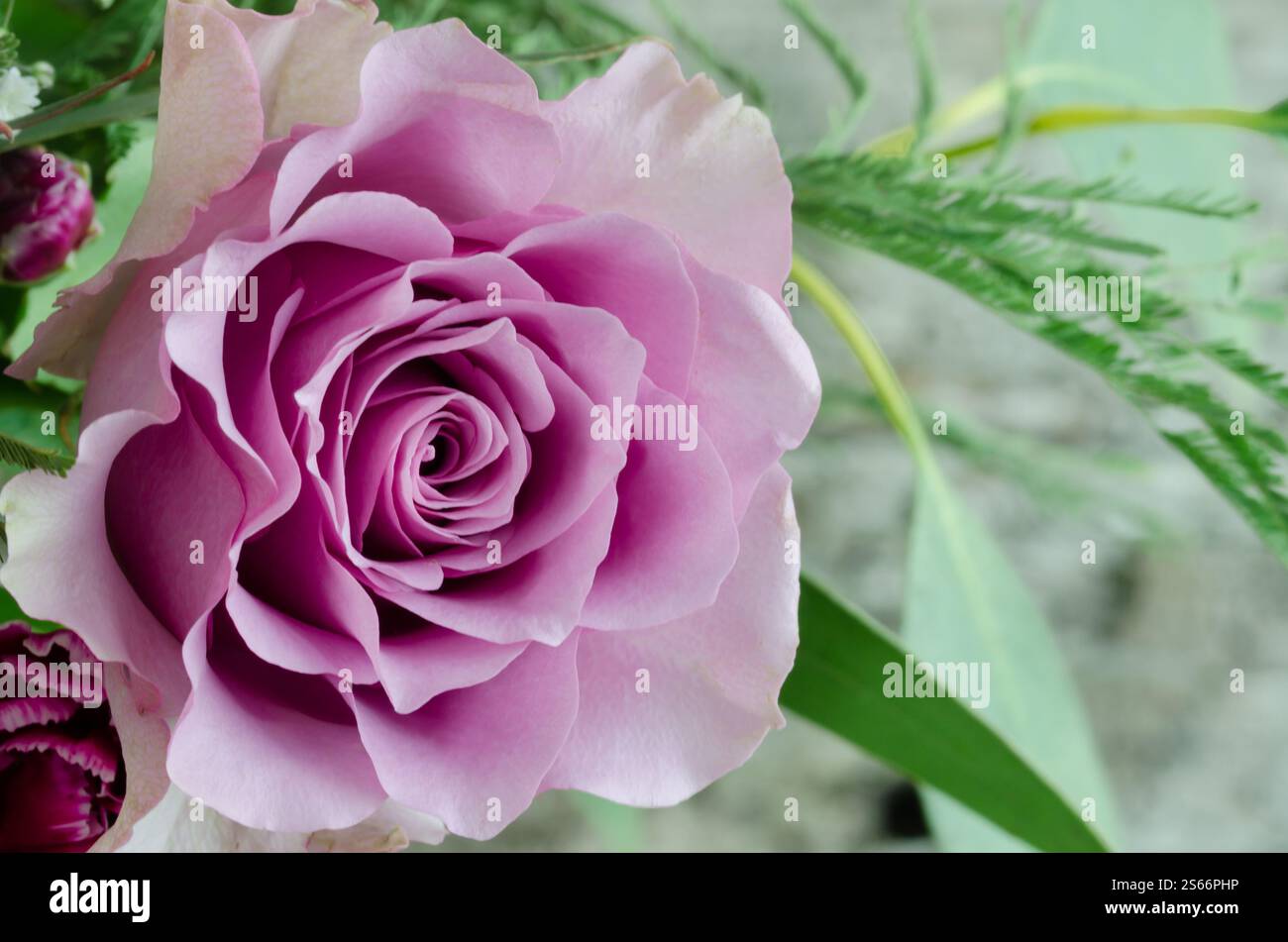 Una bellissima rosa è il fuoco principale dell'immagine. La rosa è circondata da foglie e steli verdi, creando un senso di armonia ed equilibrio. Scena Foto Stock