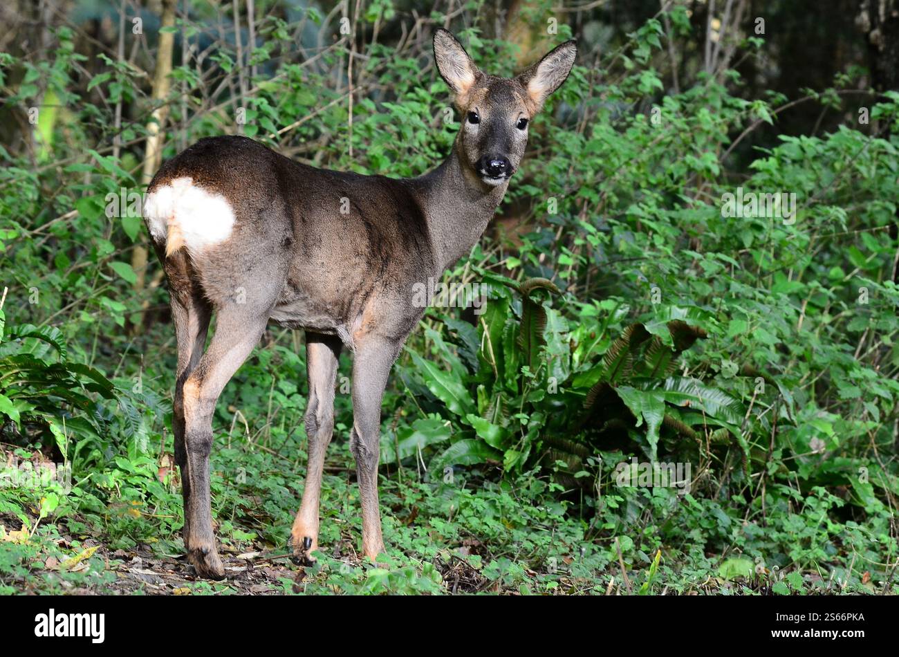 Cervi caprioli che si forgiano alla luce del giorno, Dorset, Regno Unito Foto Stock