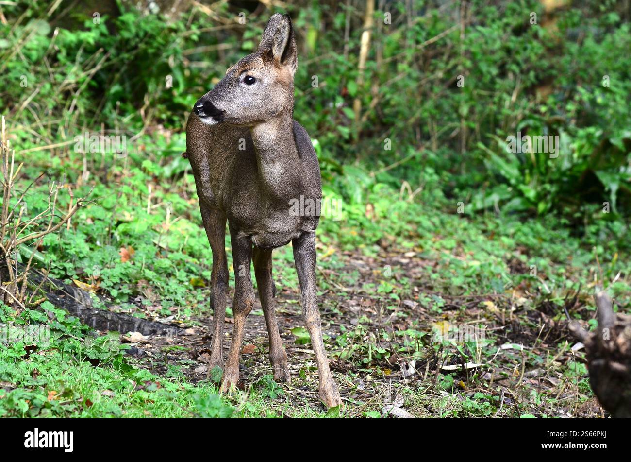 Cervi caprioli che si forgiano alla luce del giorno, Dorset, Regno Unito Foto Stock