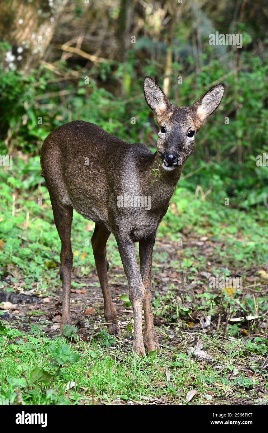 Cervi caprioli che si forgiano alla luce del giorno, Dorset, Regno Unito Foto Stock