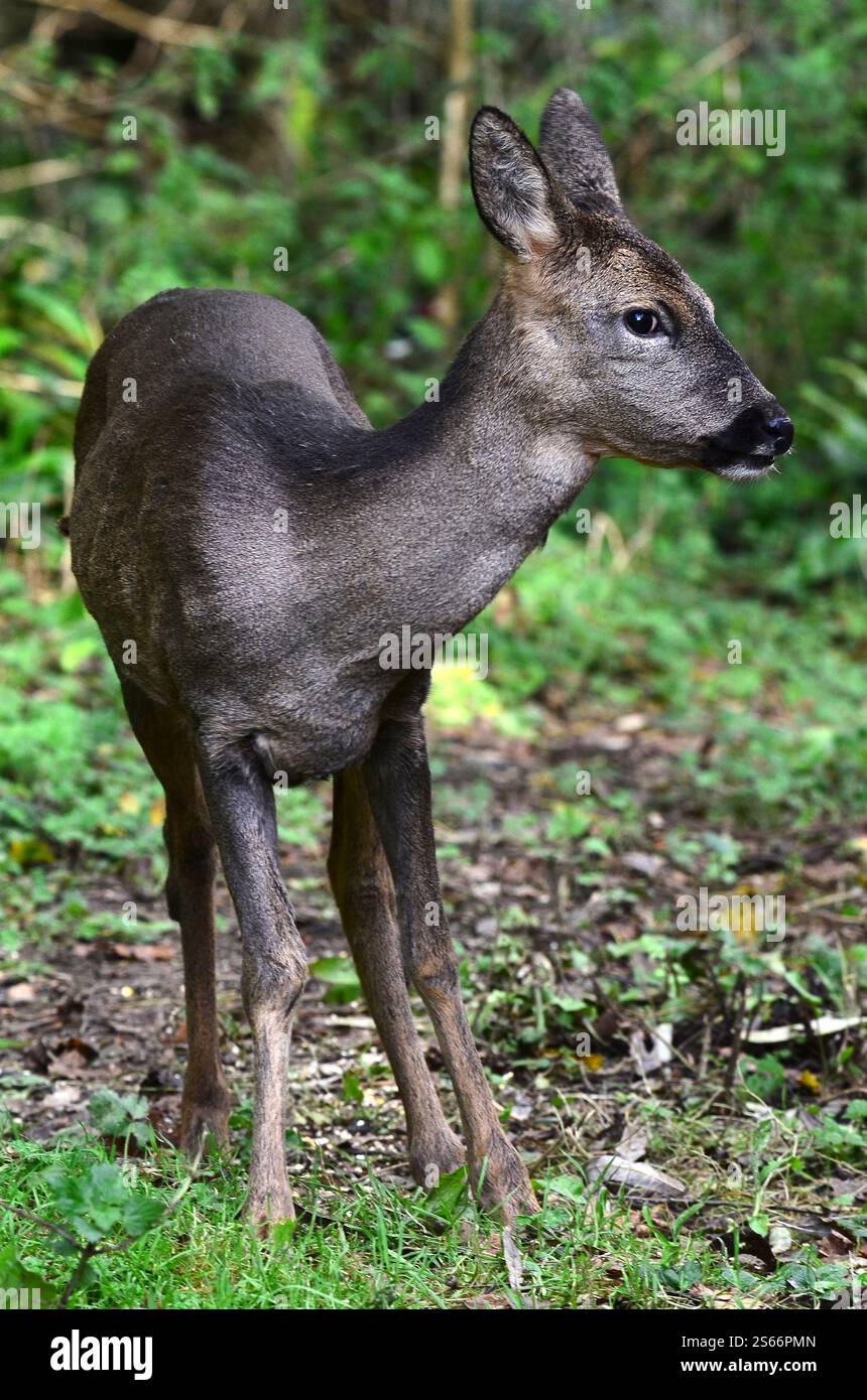Cervi caprioli che si forgiano alla luce del giorno, Dorset, Regno Unito Foto Stock