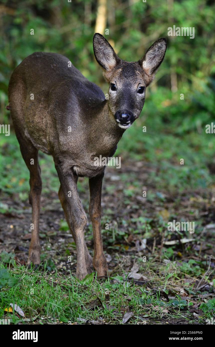 Cervi caprioli che si forgiano alla luce del giorno, Dorset, Regno Unito Foto Stock