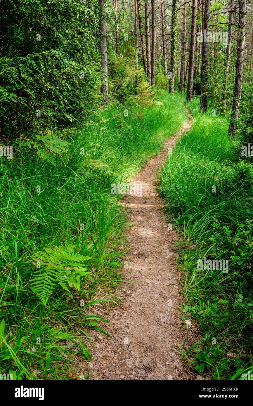 sentiero natura, nebias, languedoc-roussillon, aude dipartimento, pirenei orientali, francia, europa Foto Stock