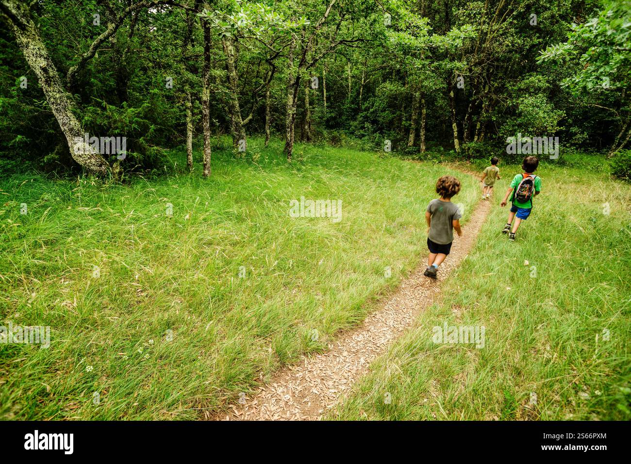 sentiero natura, nebias, languedoc-roussillon, aude dipartimento, pirenei orientali, francia, europa Foto Stock