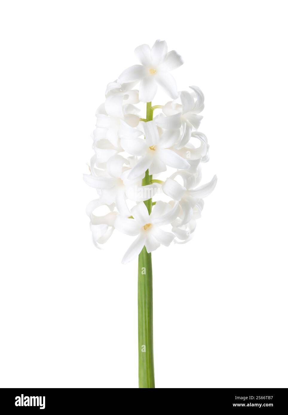 Hyacinthus orientalis con fiori bianchi isolati su sfondo bianco. Foto Stock