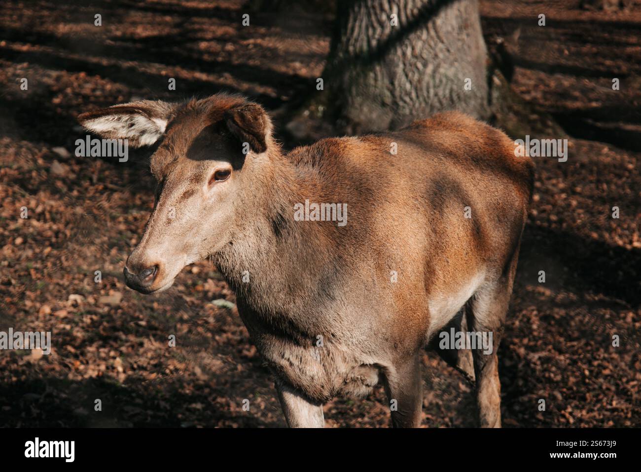 La montagna si incontra con le orecchie pungenti. Immagine ravvicinata. Foto Stock