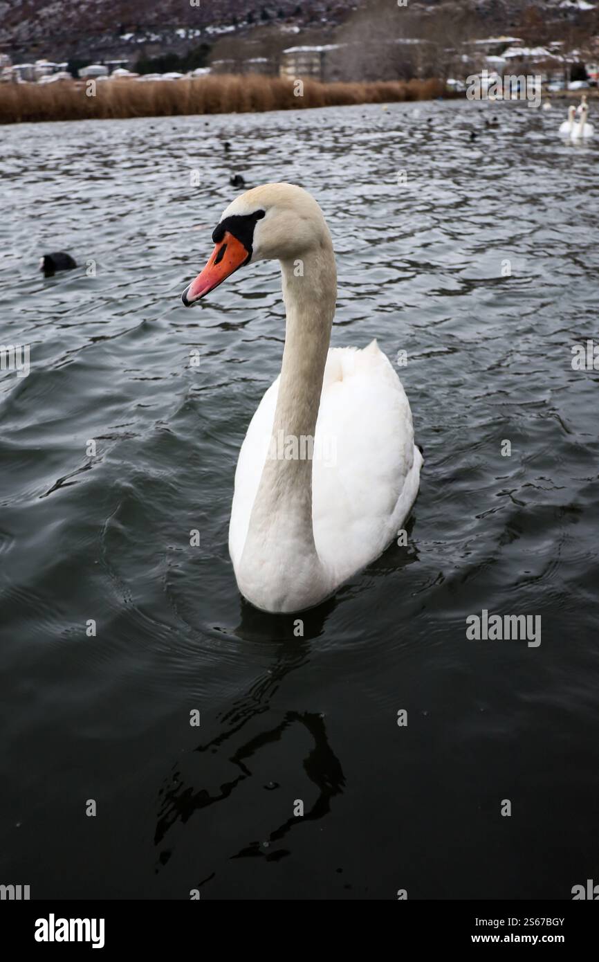 Un elegante cigno scivola con grazia sulle fredde acque del lago, il lago orestiada a Kastoria in Grecia Foto Stock