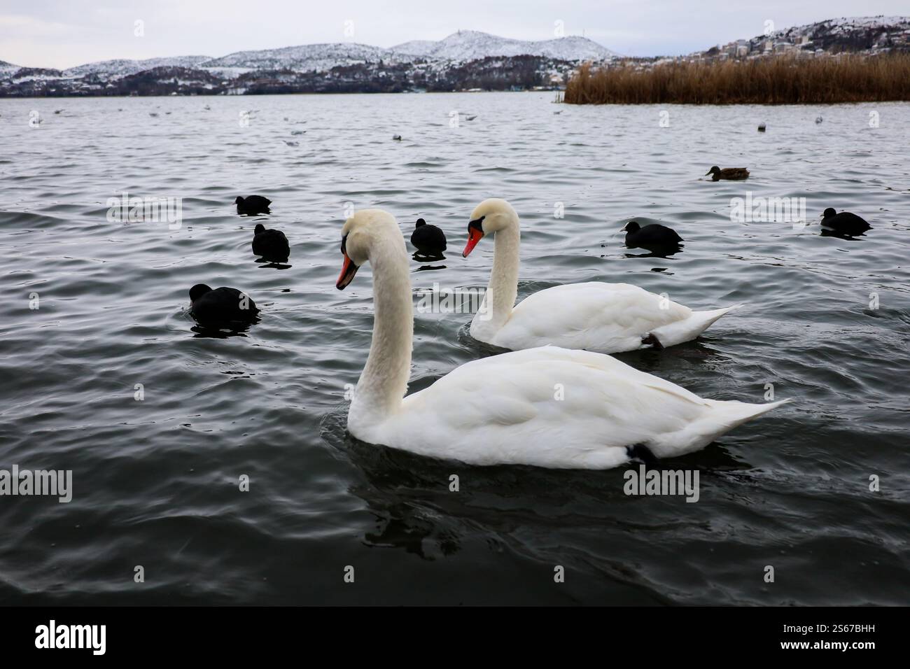Due eleganti cigni scivolano graziosamente sulle fredde acque del lago, il lago orestiada a Kastoria in Grecia Foto Stock