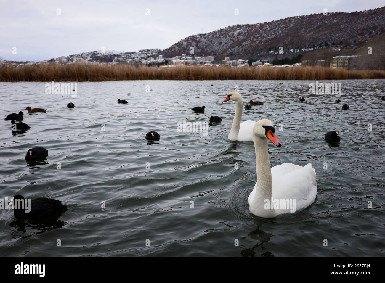 Due eleganti cigni scivolano graziosamente sulle fredde acque del lago, il lago orestiada a Kastoria, in Grecia Foto Stock