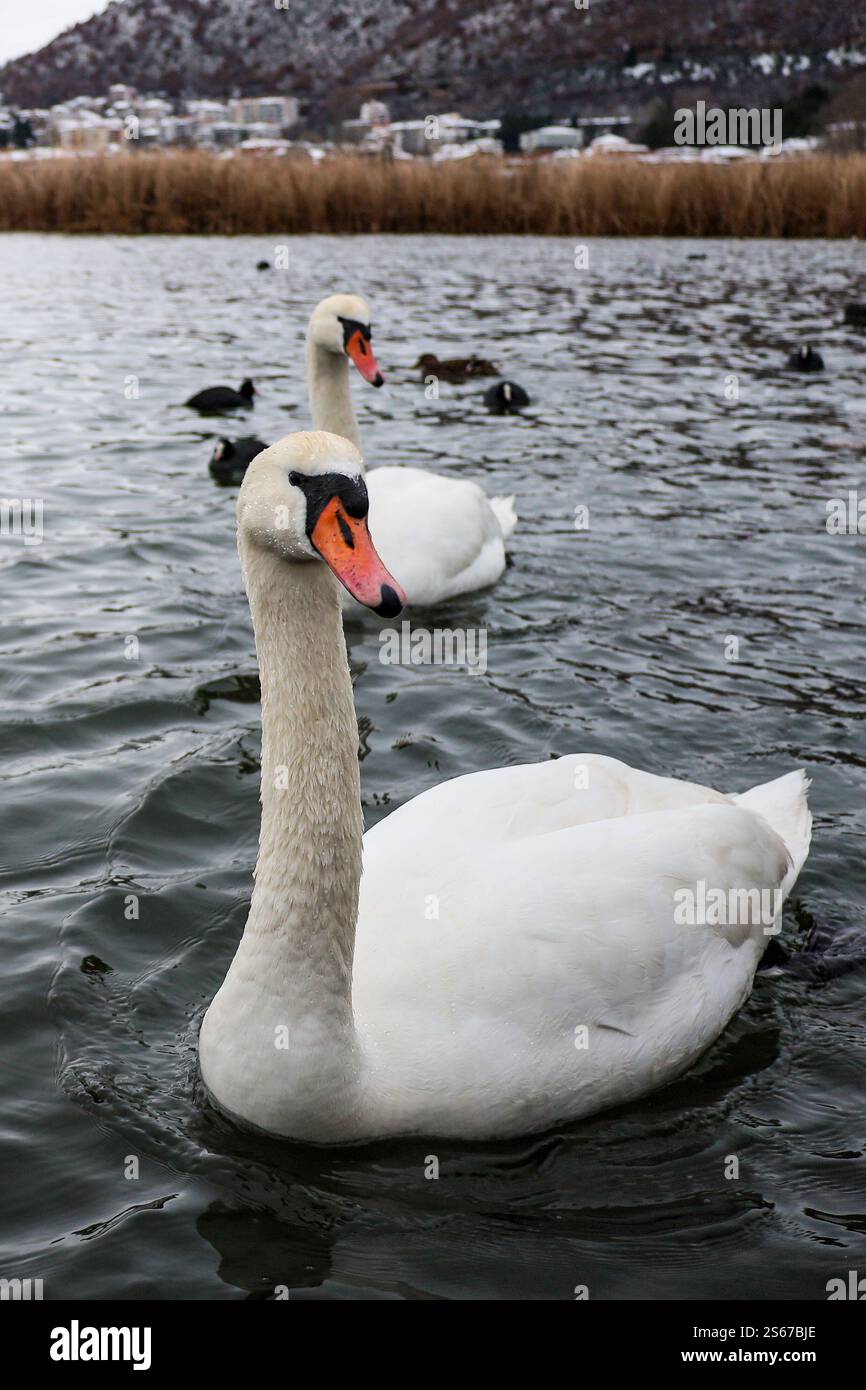 Due eleganti cigni scivolano graziosamente sulle fredde acque del lago, il lago orestiada a Kastoria in Grecia Foto Stock