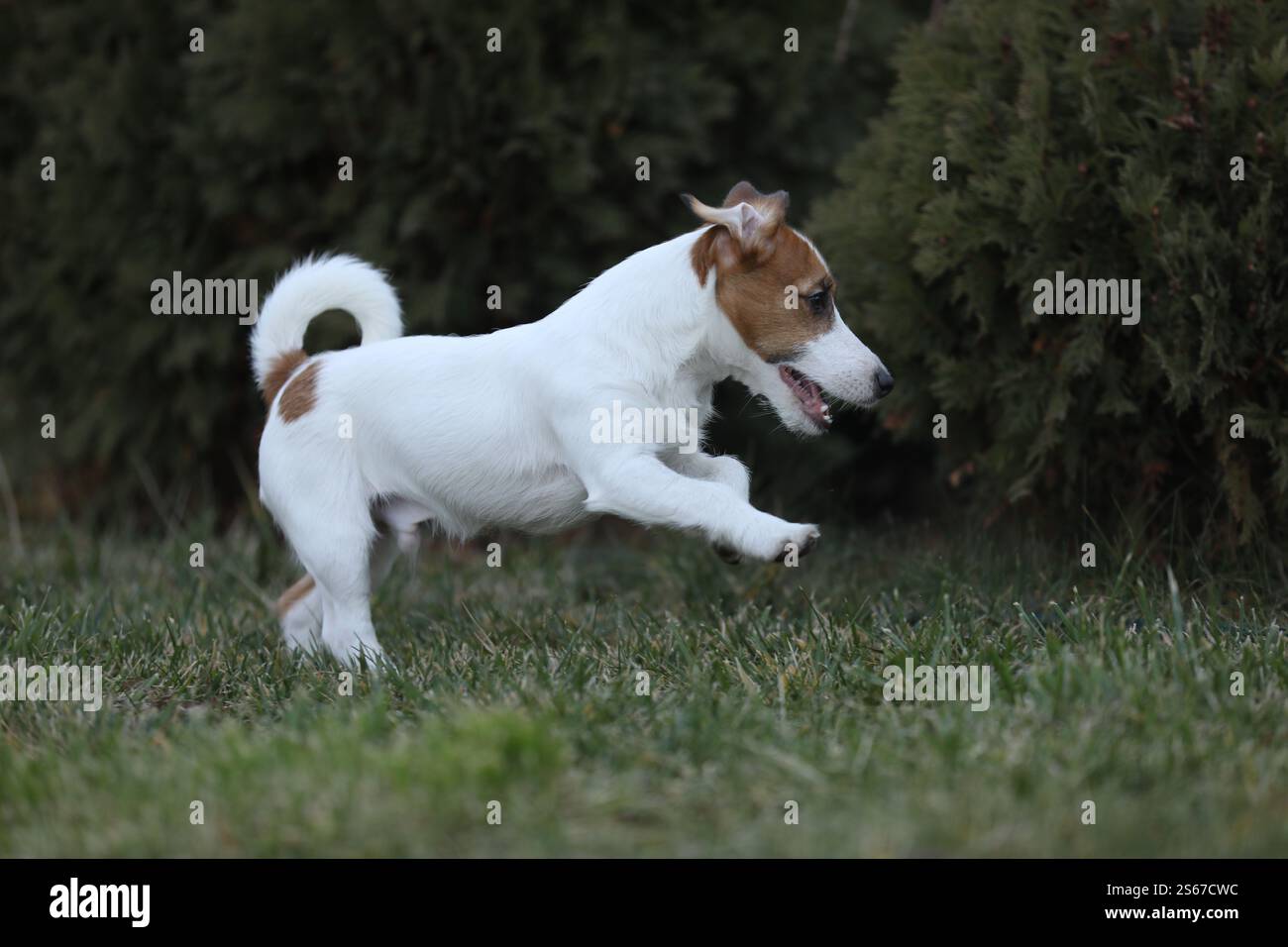 Un piccolo cucciolo Jack russel terrier che cammina all'aperto in giardino Foto Stock