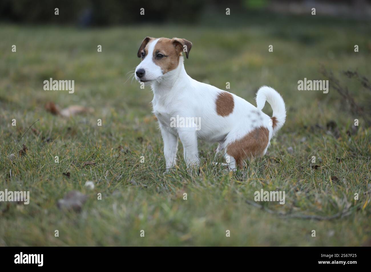 Un piccolo cucciolo Jack russel terrier che cammina all'aperto in giardino Foto Stock