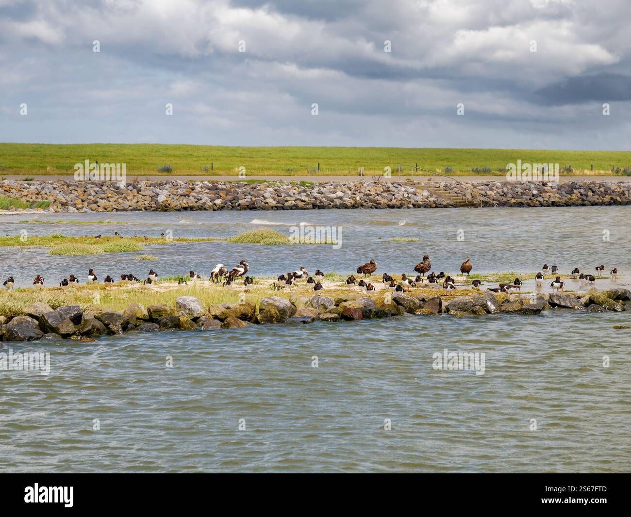 Area di riposo degli uccelli e rifugio dell'alta marea presso la palude salata, dove oystercatcher e eiders riposano nell'alta marea del Mare di Wadden, Ameland, Paesi Bassi Foto Stock
