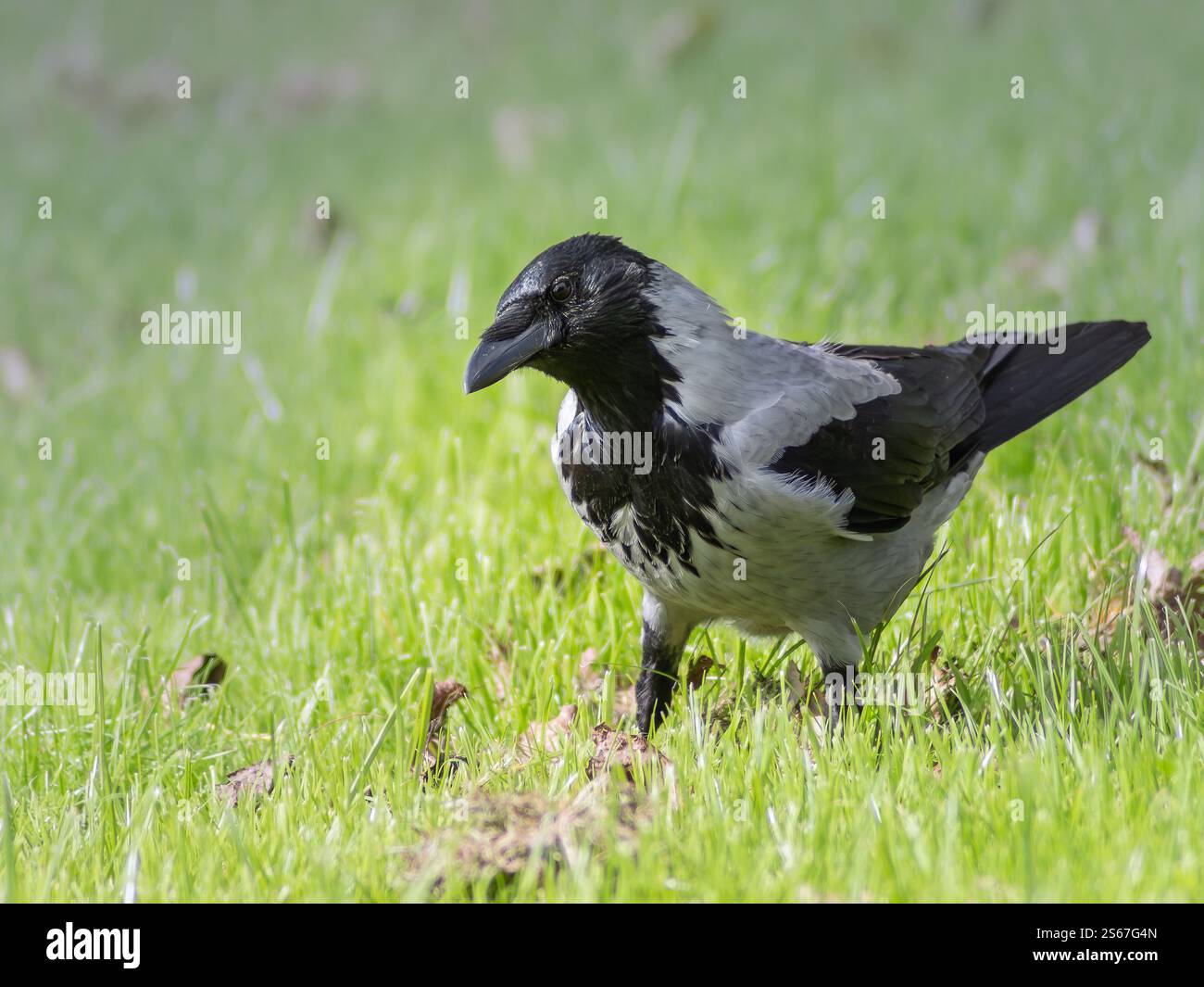 Primo piano di corvo con cappuccio (Corvus cornix), uccello grigio cenere con testa nera in piedi in erba e guardare con interesse in una giornata di sole al parco cittadino Foto Stock
