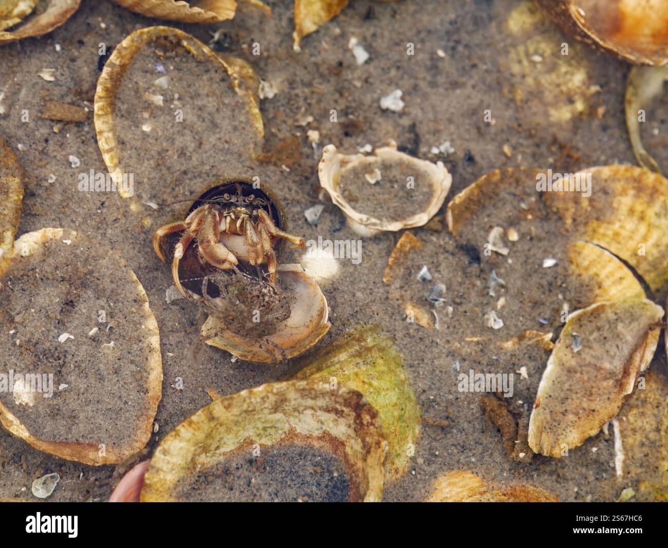Granchio eremita marino comune, pagurus bernhardus, che combatte con le prede in piscina con la bassa marea nel Mare di Wadden, Germania Foto Stock