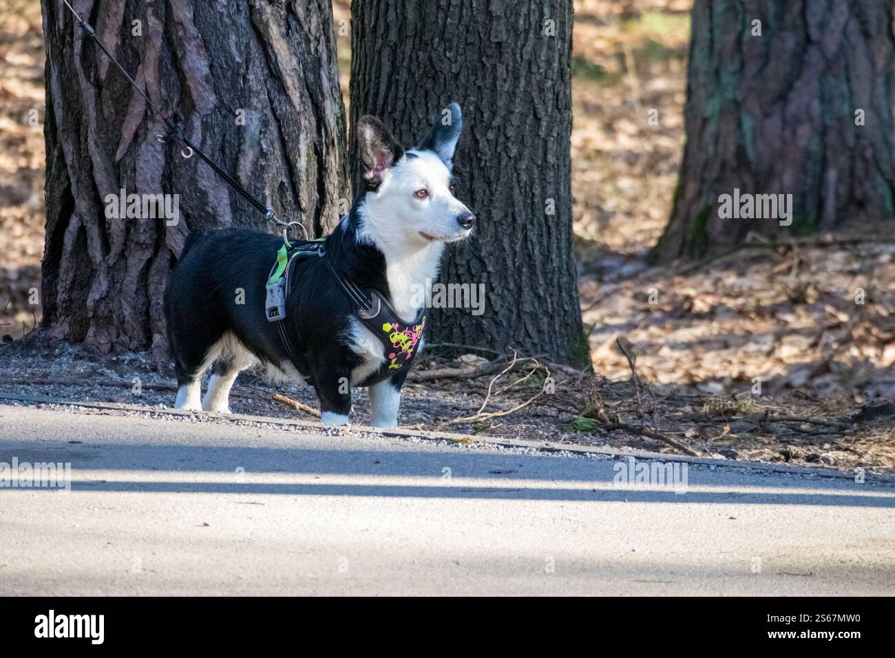 un corgi nero con macchie bianche che camminano con il suo proprietario su un sentiero nella foresta. Foto Stock